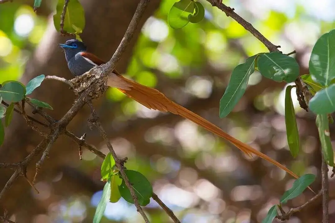 African Paradise Flycatcher